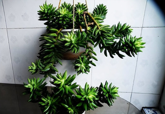 5 Living Room Succulents That Bring Good Vibes (And Thrive in Low Light)