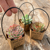 Live Succulent Party Favors Gift Set with "Good Luck" Kraft Tote Bags | Birthday, Wedding, Corporate Event Creative Giveaway