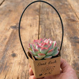 Live Succulent Party Favors Gift Set with "Good Luck" Kraft Tote Bags | Birthday, Wedding, Corporate Event Creative Giveaway