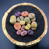 Rare Rainbow Lithops Living Stones Collector's Set | Premium Assorted Mesembs "Butt Plants" (Bare Root)