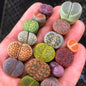 Rare Rainbow Lithops Living Stones Collector's Set | Premium Assorted Mesembs "Butt Plants" (Bare Root)
