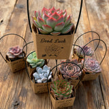 Live Succulent Party Favors Gift Set with "Good Luck" Kraft Tote Bags | Birthday, Wedding, Corporate Event Creative Giveaway