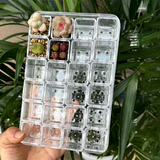 Crystal Clear Acrylic Mini Thumb Succulent Pots Set with Drainage Tray