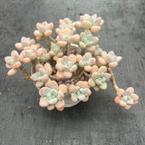 Unique Succulent Flower Cluster - One Plant, One Photo - Old Stump Potted Plant