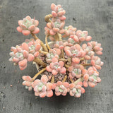 Unique Succulent Flower Cluster - One Plant, One Photo - Old Stump Potted Plant