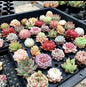 24pcs-rare-echeveria-succulent-collection-for-wedding-favors