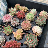 24pcs-rare-echeveria-succulent-collection-for-wedding-favors
