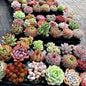 The Jelly Gemstone-Premium Vivid Succulent Mystery Box & Complete Planting Kit