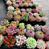 The Jelly Gemstone-Premium Vivid Succulent Mystery Box & Complete Planting Kit