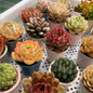 The Jelly Gemstone-Premium Vivid Succulent Mystery Box & Complete Planting Kit