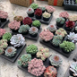 The Jelly Gemstone-Premium Vivid Succulent Mystery Box & Complete Planting Kit
