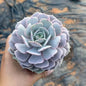 Rare Jumbo Echeveria Luna | Premium 4.75-Inch Single Head Succulent Specimen