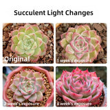 Boost Succulent Growth! Full-Spectrum LED Grow Light for Indoor & Micro - Landscape Sunlight Needs