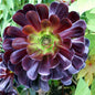 6PCS Rare Aeonium Succulent Collection (Bare Root)