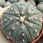 Rare Astrophytum Asterias Cactus | "Super Kabuto" & Classic Star Cactus (Bare Root)