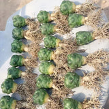 Rare Spineless Elephant's Tooth Cactus | Coryphantha Elephantidens Inermis "Snow Top" Collector's Gem
