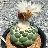 Rare Spineless Elephant's Tooth Cactus | Coryphantha Elephantidens Inermis "Snow Top" Collector's Gem