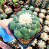 Rare Spineless Elephant's Tooth Cactus | Coryphantha Elephantidens Inermis "Snow Top" Collector's Gem